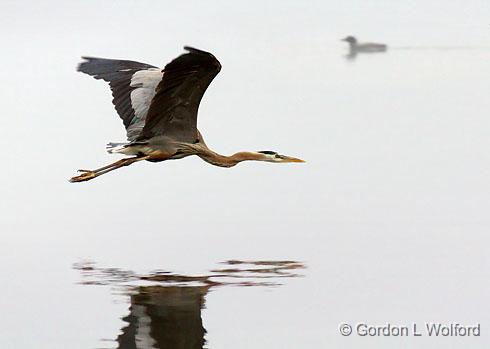 Heron In Foggy Flight_24432.jpg - Great Blue Heron (Ardea herodias) photographed along the Rideau Canal Waterway near Crosby, Ontario, Canada.